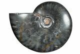 Polished Ammonite (Cleoniceras) Fossil - Unique Black Color! #282416-1